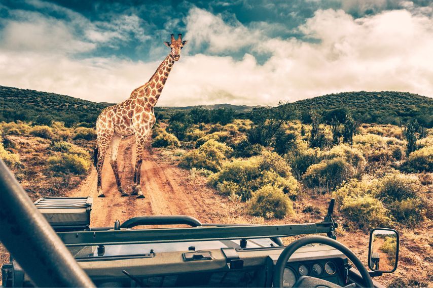 giraffe African safari