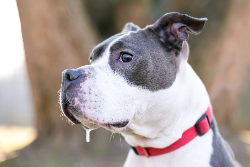 Why Dogs Drool PinktownUSA