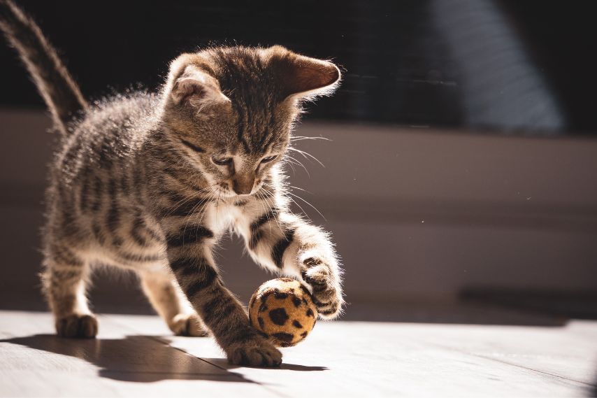 tabby kitten playing with ball