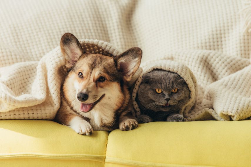 cat and dog pets lying under blanket